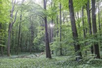 Вид на цветущий выкуп в национальном парке Хайнич, Германия — стоковое фото