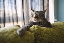 Portrait of Tabby cat relaxing on couch at home interior — Stock Photo