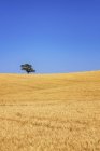 Espagne, Andalousie, champ d'orge et arbre pendant la journée — Photo de stock
