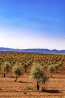 Испания, Андалусия, оливковые плантации весной в дневное время — стоковое фото
