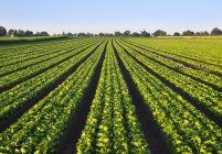 Paisaje con vista al campo de lechuga verde - foto de stock