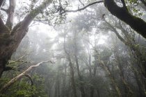 Espanha, Ilhas Canárias, Tenerife, floresta e nevoeiro durante o dia — Fotografia de Stock