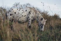 Knabstrupper horse grazing on grass at pasture, side view — Stock Photo