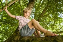 Retrato de un niño sentado en un árbol en el bosque - foto de stock