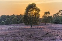 Germania, Bassa Sassonia, distretto di Heath, Lueneburg Heath alla luce della sera — Foto stock