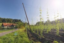 Deutschland, Baden-Württemberg, Neukirch, Hopfenfeld und Haus im Hintergrund gegen Bäume — Stockfoto