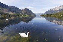 Austia, Stiria, Salzkammergut, cigno muto sul lago Grundlsee — Foto stock