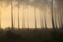 Floresta de pinheiro na luz da manhã — Fotografia de Stock