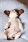 Cavaliere addormentato re Charles Spaniel cucciolo sdraiato sul retro sulla coperta — Foto stock