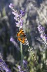 Лавандовый цвет с бабочкой — стоковое фото