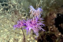 Croazia, Mediterraneo Violetta Eolide, Flabellina affinis mollusc — Foto stock