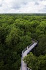 Німеччина, Тюрінгії, Hainich, canopy доріжки Hainich — стокове фото