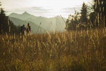 Autriche, Tyrol, Tannheimer Tal, herbes hautes au soleil sur prairie alpine et collines en arrière-plan — Photo de stock