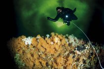 Водолаз с морским анемоном под водой — стоковое фото