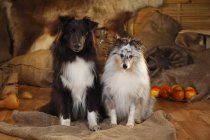 Zwei Shetland-Schäferhunde sitzen nebeneinander im Stall — Stockfoto