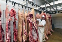 Carnicero comprobando mitades de cerdos en almacén frigorífico de una carnicería - foto de stock