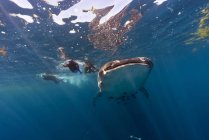 México, Yucatan, Isla Mujeres, Mar do Caribe, Tubarão-baleia, Typus Rhincodon e mergulhadores — Fotografia de Stock