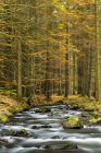 Germany, Bavaria, Bavarian Forest National Park, Kleiner Regen River near Frauenau in autumn — Stock Photo