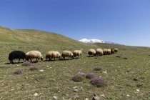 Turkey, Anatolia, Eastern Anatolia Region, Bitlis Province, near Adilcevaz, Taurus Mountains, alpine flock of sheep walking on meadow, Volcano Suephan Dagi in the background — Stock Photo