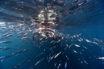 Mexico, Yucatan, Isla Mujeres, Caribbean Sea, Manta ray, Manta, eating plankton — Stock Photo