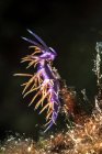 Хорватія, рожевий Coryphella Flabellina pedata — стокове фото