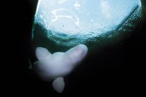 Russia, Arctic Circle Dive Centre, cerchio polare, balena beluga — Foto stock