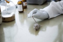 Обрезанный вид ученого, держащего лабораторную мышь на столе — стоковое фото