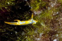 Croazia, Trapania lineata mollusco primo piano vista dall'alga marina — Foto stock