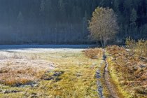 Австрія, Штирії, Ramsau am Дахштайн, галявина з ранку морозу — стокове фото