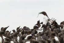 Great Britain, England, Northumberland, Farne Islands, Common Murre, Uria aalge — Stock Photo
