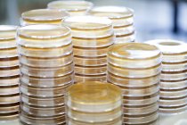 Stacks of petri dishes in a laboratory — Stock Photo