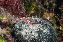 Blenny dalla faccia nera sulla pietra in Croazia — Foto stock