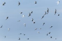 Bandada de charranes comunes contra el cielo azul — Stock Photo