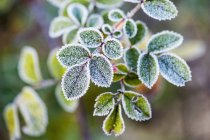 Morning frost on rosehip leaves — Stock Photo
