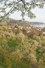 Allemagne, Bade-Wurtemberg, Lac de Constance, Sipplingen, arbres en fleurs et paysage urbain avec église — Photo de stock