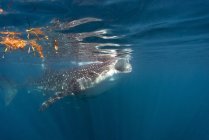 Mexiko, Yucatan, Isla Mujeres, Karibik, Walhai, Nashorntyp, Plankton essen — Stockfoto