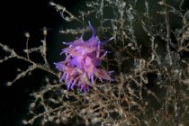 Croazia, Mediterraneo Violetta Eolide, Flabellina affinis, accoppiamento — Foto stock