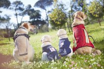 Drei Blindenhunde bei Hundeausbildung — Stockfoto