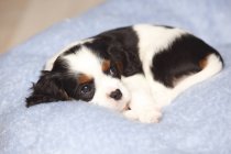 Close-up of Cavalier King Charles Spaniel puppy lying on blue blanket — Stock Photo