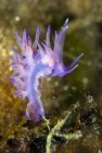 Croazia, Mediterraneo Violetta Eolide, Flabellina affinis — Foto stock