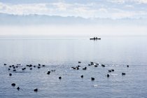 Пара на лодке с утками на воде, озеро Штарнберг, Германия — стоковое фото