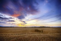 United Kingdom, Scotland, East Lothian, North Berwick, Field of oats, Avena sativa, at sunset — Stock Photo