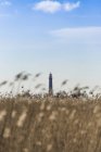 Lighthouse Fluegge and grass field — Stock Photo