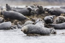Grupo de focas grises del Atlántico en la playa, Islas Farne, Northumberland, Inglaterra, Reino Unido - foto de stock