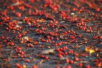 Rowanberries rojos en la luz de la mañana - foto de stock