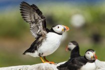 Reino Unido, Inglaterra, Northumberland, Islas Farne, frailecillos atlánticos, Fratercula arctica, aves de frailecillo en piedra, uno está a punto de volar - foto de stock
