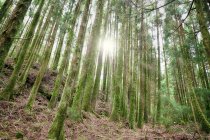Сонячними променями падають крізь дерева в лісі, Португалії, Азорські острови, Сан-Мігель — стокове фото