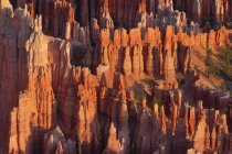 Estados Unidos, Utah, hoodoos en el Parque Nacional Bryce Canyon - foto de stock