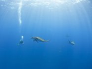 Portugal, Azores, Santa Maria, Atlantic Ocean, diver and Mobula rays — Stock Photo