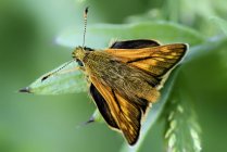 Большая бабочка-шкипер — стоковое фото